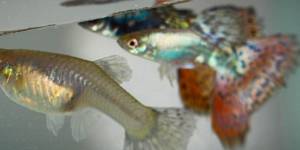 Unveil 8a21a6f614db065bb1ca2c21a5c803aede783f93e5277febbd47f37d9dbae4ca