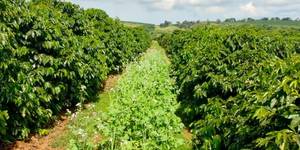 Unveil 8a21a6f614db065bb1ca2c21a5c803aede783f93e5277febbd47f37d9dbae4ca