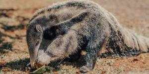 Unveil 8a21a6f614db065bb1ca2c21a5c803aede783f93e5277febbd47f37d9dbae4ca