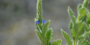 Unveil 8a21a6f614db065bb1ca2c21a5c803aede783f93e5277febbd47f37d9dbae4ca