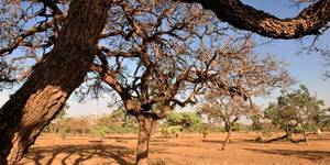 Unveil 8a21a6f614db065bb1ca2c21a5c803aede783f93e5277febbd47f37d9dbae4ca