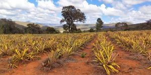 Unveil 8a21a6f614db065bb1ca2c21a5c803aede783f93e5277febbd47f37d9dbae4ca