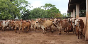 Unveil 8a21a6f614db065bb1ca2c21a5c803aede783f93e5277febbd47f37d9dbae4ca