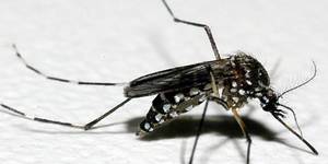 Unveil 8a21a6f614db065bb1ca2c21a5c803aede783f93e5277febbd47f37d9dbae4ca