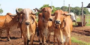 Unveil 8a21a6f614db065bb1ca2c21a5c803aede783f93e5277febbd47f37d9dbae4ca