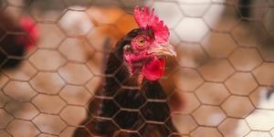 Unveil 8a21a6f614db065bb1ca2c21a5c803aede783f93e5277febbd47f37d9dbae4ca