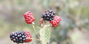 Unveil 8a21a6f614db065bb1ca2c21a5c803aede783f93e5277febbd47f37d9dbae4ca