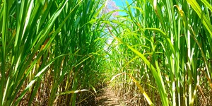 Unveil 8a21a6f614db065bb1ca2c21a5c803aede783f93e5277febbd47f37d9dbae4ca