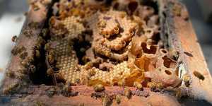 Unveil 8a21a6f614db065bb1ca2c21a5c803aede783f93e5277febbd47f37d9dbae4ca