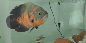 Unveil 8a21a6f614db065bb1ca2c21a5c803aede783f93e5277febbd47f37d9dbae4ca