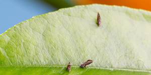 Unveil 8a21a6f614db065bb1ca2c21a5c803aede783f93e5277febbd47f37d9dbae4ca