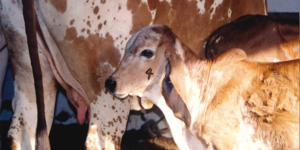 Unveil 8a21a6f614db065bb1ca2c21a5c803aede783f93e5277febbd47f37d9dbae4ca