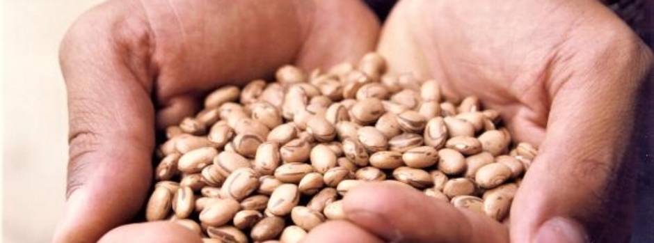 Agricultores atingidos pela seca começam a colher feijão de sementes doadas pelo Governo de Minas 