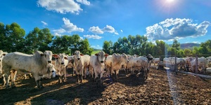 Unveil 8a21a6f614db065bb1ca2c21a5c803aede783f93e5277febbd47f37d9dbae4ca