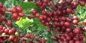 Unveil 8a21a6f614db065bb1ca2c21a5c803aede783f93e5277febbd47f37d9dbae4ca