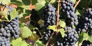 Unveil 8a21a6f614db065bb1ca2c21a5c803aede783f93e5277febbd47f37d9dbae4ca