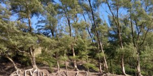 Unveil 8a21a6f614db065bb1ca2c21a5c803aede783f93e5277febbd47f37d9dbae4ca