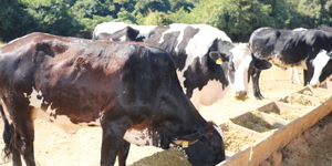 Unveil 8a21a6f614db065bb1ca2c21a5c803aede783f93e5277febbd47f37d9dbae4ca