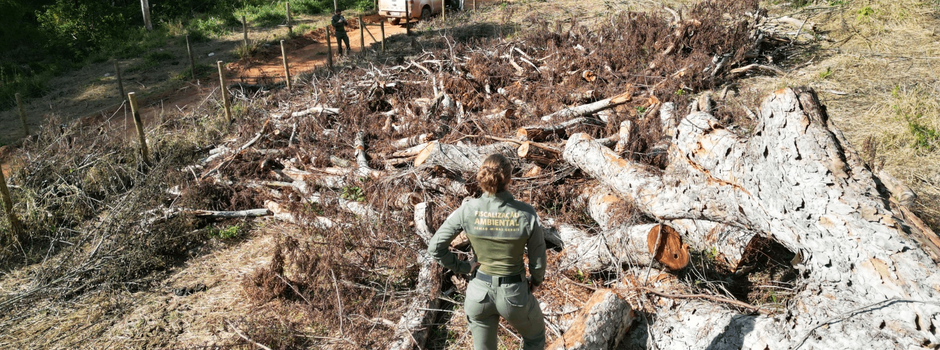 imagem de destaque