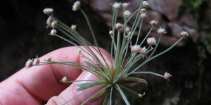 Unveil 8a21a6f614db065bb1ca2c21a5c803aede783f93e5277febbd47f37d9dbae4ca