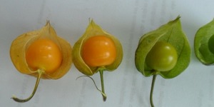 Unveil 8a21a6f614db065bb1ca2c21a5c803aede783f93e5277febbd47f37d9dbae4ca