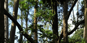 Unveil 8a21a6f614db065bb1ca2c21a5c803aede783f93e5277febbd47f37d9dbae4ca