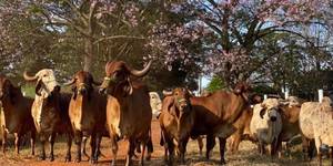 Unveil 8a21a6f614db065bb1ca2c21a5c803aede783f93e5277febbd47f37d9dbae4ca