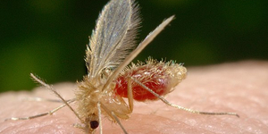 Unveil 8a21a6f614db065bb1ca2c21a5c803aede783f93e5277febbd47f37d9dbae4ca