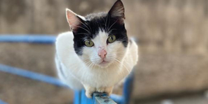 Unveil 8a21a6f614db065bb1ca2c21a5c803aede783f93e5277febbd47f37d9dbae4ca