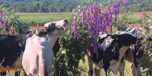 Unveil 8a21a6f614db065bb1ca2c21a5c803aede783f93e5277febbd47f37d9dbae4ca