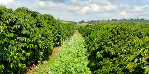 Unveil 8a21a6f614db065bb1ca2c21a5c803aede783f93e5277febbd47f37d9dbae4ca