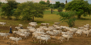 Unveil 8a21a6f614db065bb1ca2c21a5c803aede783f93e5277febbd47f37d9dbae4ca