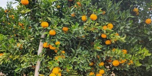 Unveil 8a21a6f614db065bb1ca2c21a5c803aede783f93e5277febbd47f37d9dbae4ca