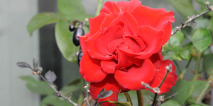 Unveil 8a21a6f614db065bb1ca2c21a5c803aede783f93e5277febbd47f37d9dbae4ca