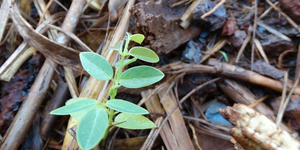 Unveil 8a21a6f614db065bb1ca2c21a5c803aede783f93e5277febbd47f37d9dbae4ca