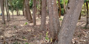 Unveil 8a21a6f614db065bb1ca2c21a5c803aede783f93e5277febbd47f37d9dbae4ca