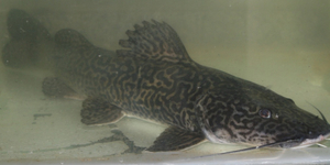 Unveil 8a21a6f614db065bb1ca2c21a5c803aede783f93e5277febbd47f37d9dbae4ca