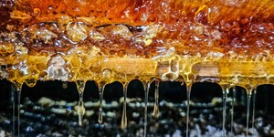 Unveil 8a21a6f614db065bb1ca2c21a5c803aede783f93e5277febbd47f37d9dbae4ca