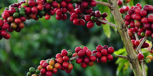 Unveil 8a21a6f614db065bb1ca2c21a5c803aede783f93e5277febbd47f37d9dbae4ca