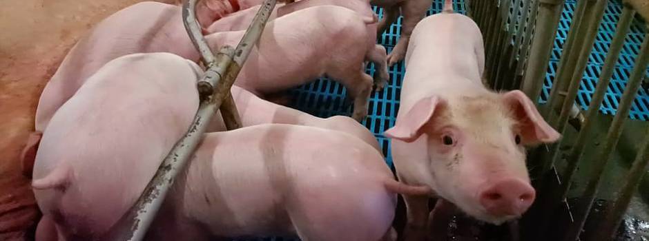 imagem de destaque