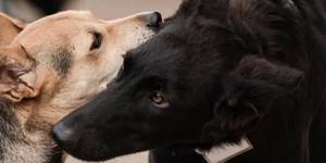 Unveil 8a21a6f614db065bb1ca2c21a5c803aede783f93e5277febbd47f37d9dbae4ca