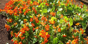 Unveil 8a21a6f614db065bb1ca2c21a5c803aede783f93e5277febbd47f37d9dbae4ca