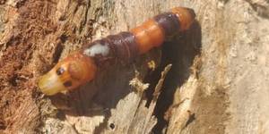 Unveil 8a21a6f614db065bb1ca2c21a5c803aede783f93e5277febbd47f37d9dbae4ca