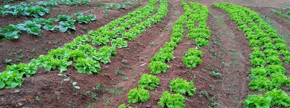 imagem de destaque