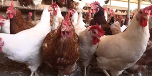 Unveil 8a21a6f614db065bb1ca2c21a5c803aede783f93e5277febbd47f37d9dbae4ca