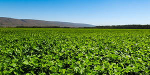 Unveil 8a21a6f614db065bb1ca2c21a5c803aede783f93e5277febbd47f37d9dbae4ca