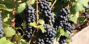 Unveil 8a21a6f614db065bb1ca2c21a5c803aede783f93e5277febbd47f37d9dbae4ca