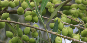 Unveil 8a21a6f614db065bb1ca2c21a5c803aede783f93e5277febbd47f37d9dbae4ca