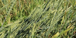 Unveil 8a21a6f614db065bb1ca2c21a5c803aede783f93e5277febbd47f37d9dbae4ca