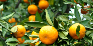 Unveil 8a21a6f614db065bb1ca2c21a5c803aede783f93e5277febbd47f37d9dbae4ca